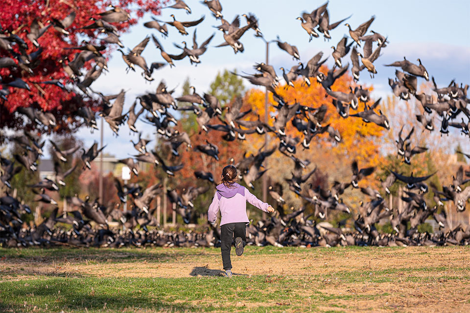 Girl running at group of birds